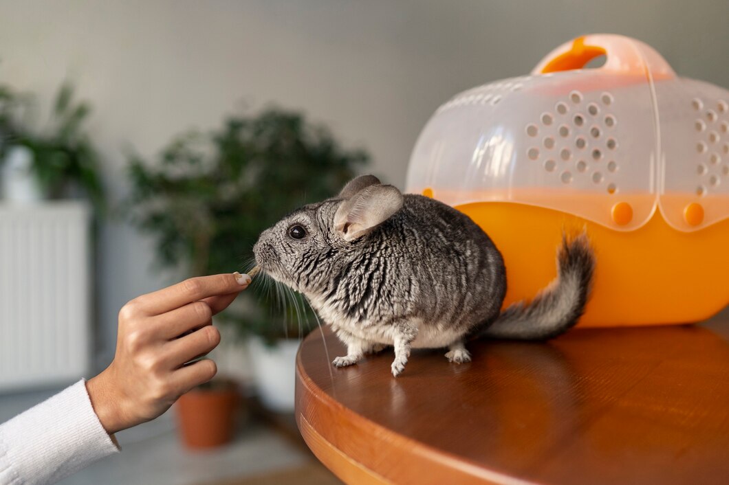 Jak skutecznie wykorzystać pułapki na myszy w ochronie twojego domu?