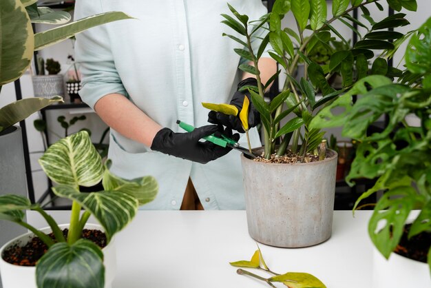 Czy twoje rośliny domowe mają wszystko, czego potrzebują? Poradnik dobrej pielęgnacji